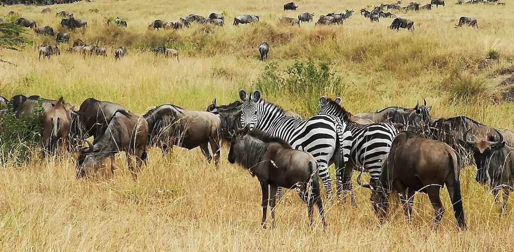 Een tweetal zebra's die worden omringt door jonge en oude gnoes op de Serengeti in Tanzania. Deze dieren zijn allemaal betrokken bij de grote trek die jaarlijks plaatsvindt.