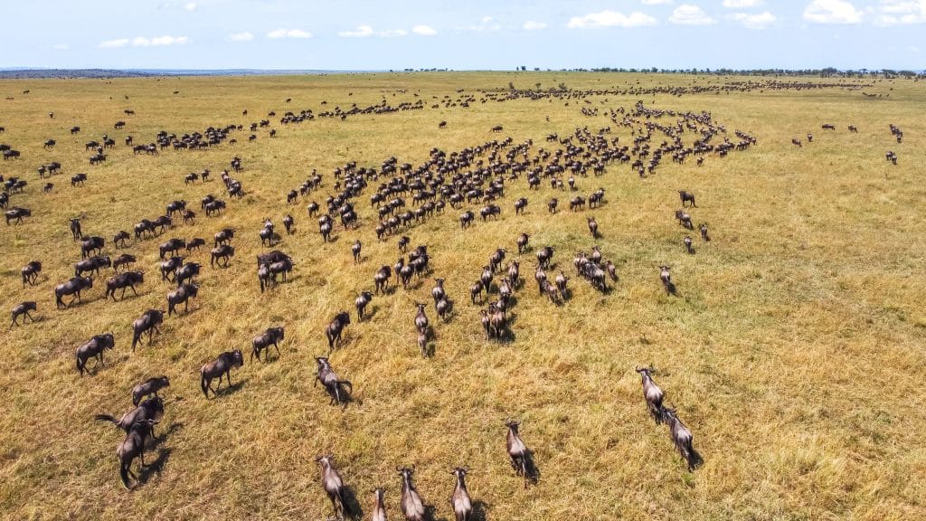 Een grote kudde gnoes die tijdens de grote trek over de Serengeti trekt.