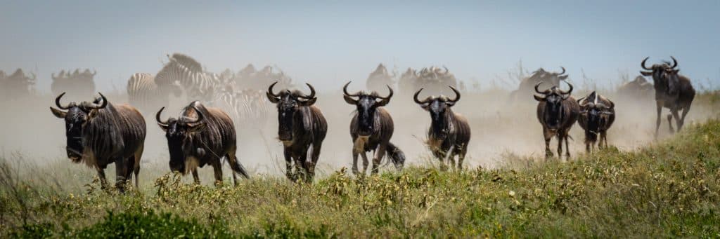 Acht gnoes die aan het galopperen zijn door het gras op de Serengeti. Op de achtergrond is het stof te zien wat naar boven komt en zie je andere gnoes die achterop lopen