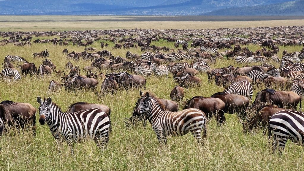 Een uitgestrekte vlakte met daarom duizenden grazende zebra's en gnoes. Dit is een verzamelplaats van dieren die aan de jaarlijkse grote trek gaan beginnen.