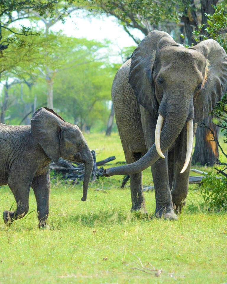 Elephant Elephant